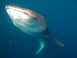 Djibouti - Whale Shark in the Gulf of Aden - 17